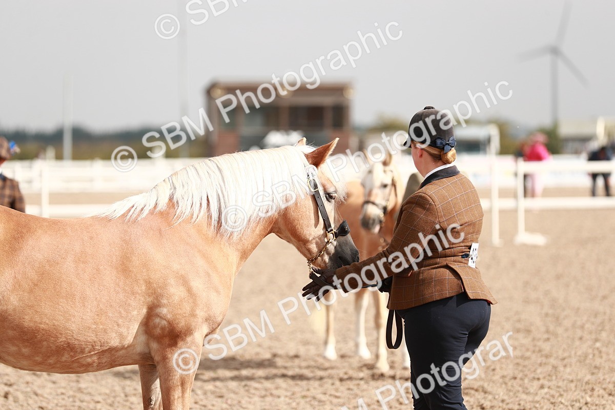 SBM_11862 - Class 206 IH Non Show Type Pony