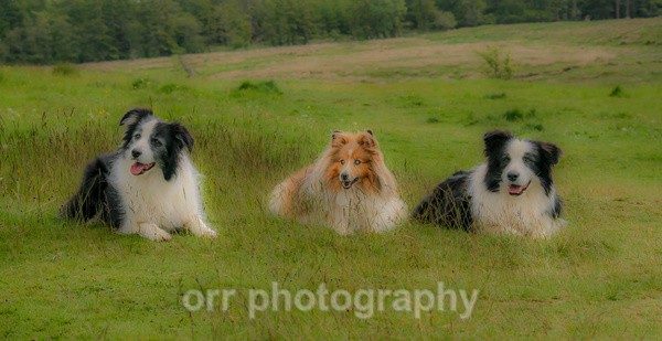  - Dogs