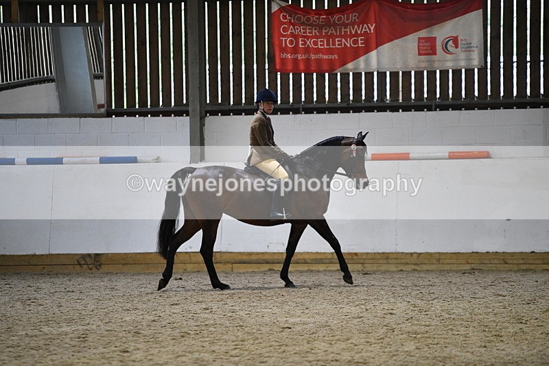 WJ5_8892 - Class 15 Ridden Show Horse