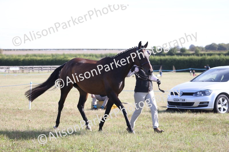 20260906-0695 - Class 22 - Ex Racehorse