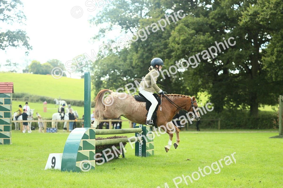 SBM_44692 - S31 - Working Hunter Pony