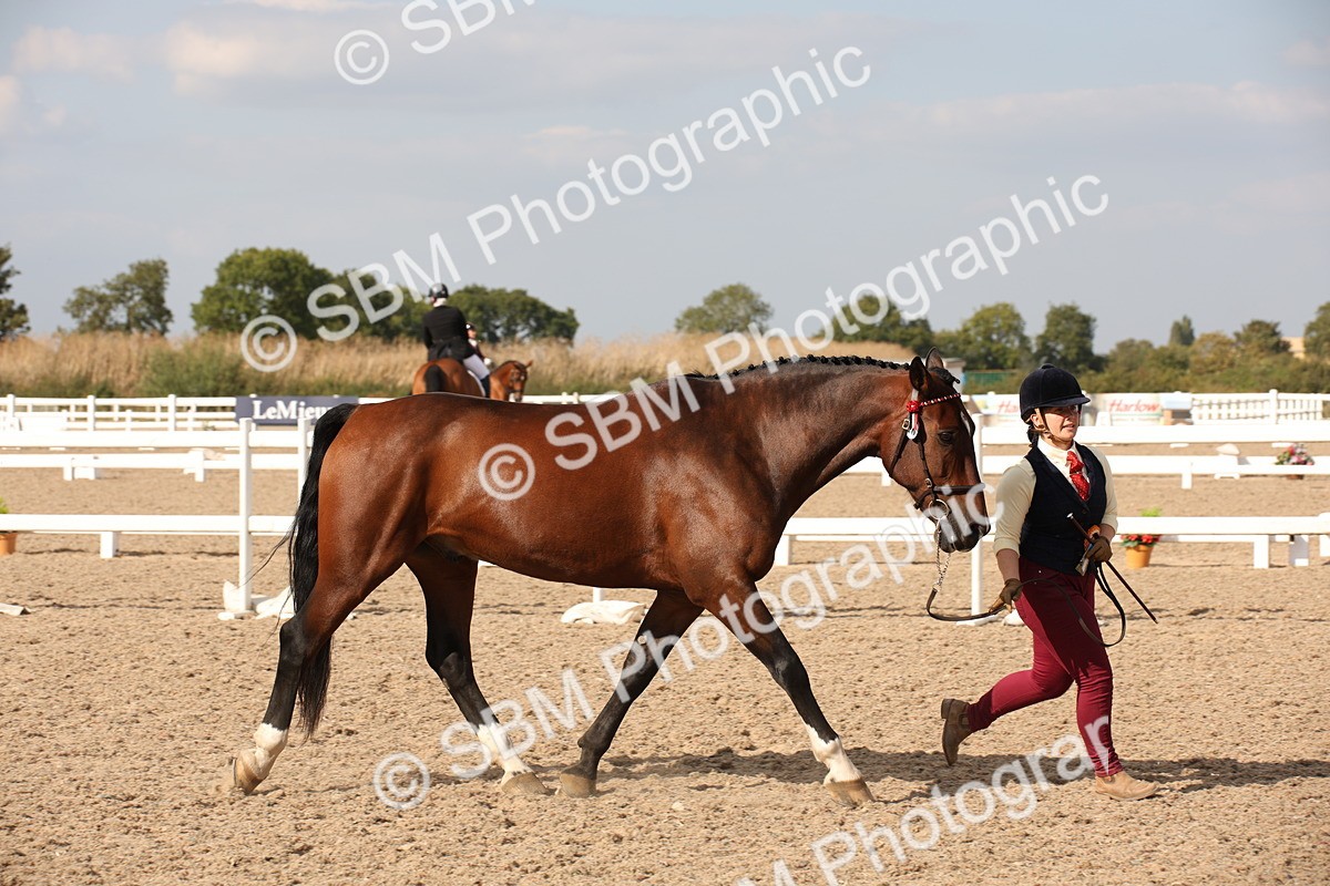 SBM_07446 - Class 26 IH Foreign Breeds -Part bred