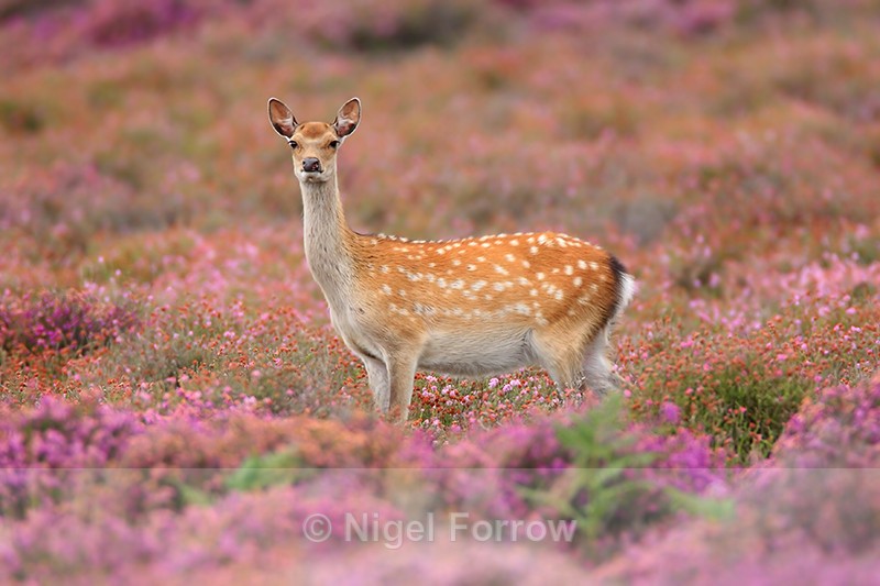 Sika Deer standing in flowering heather, Arne RPSB - Deer