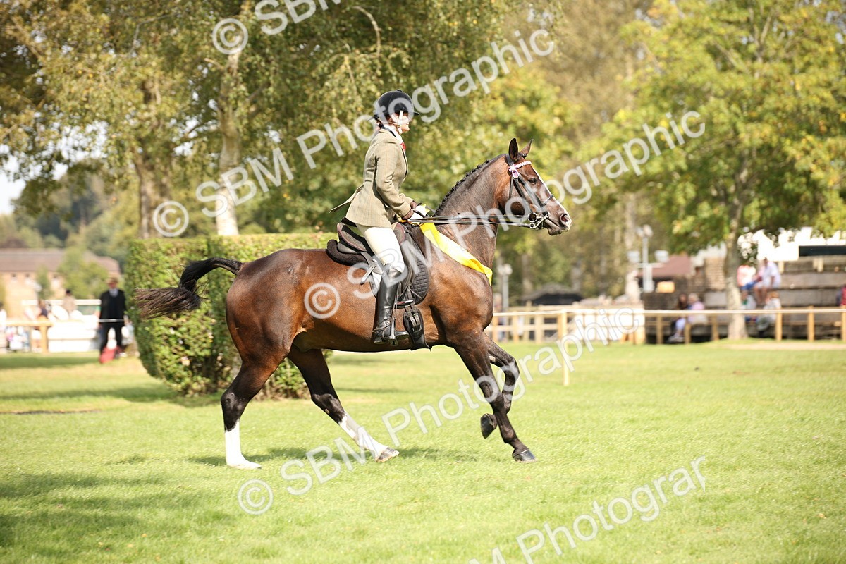 SBM_66003 - S64 - Riding Horse & Hack & Thoroughbred Ridden