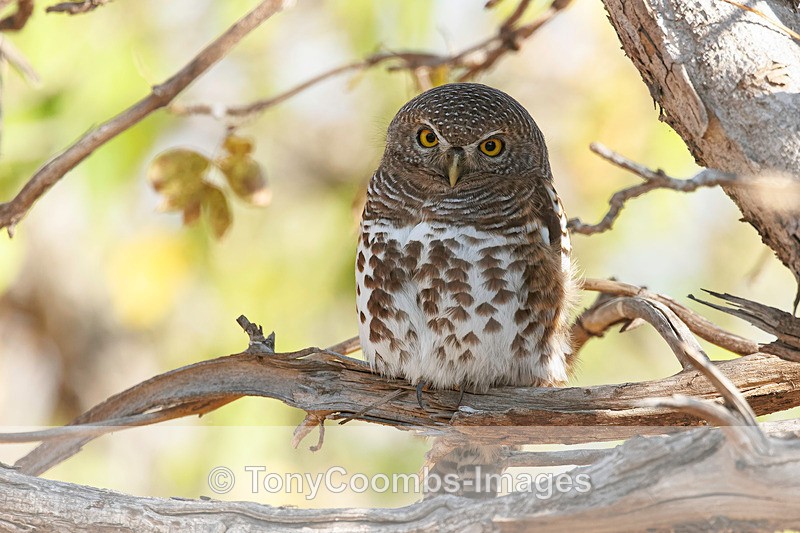 African Barred Owl - Botswana ~ Birds