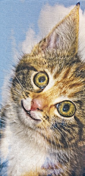 Happy Kitten - DL Size Cards