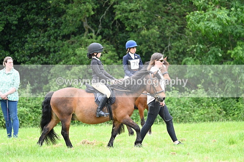WJ7_4092 - Class 14A Handsome Gelding