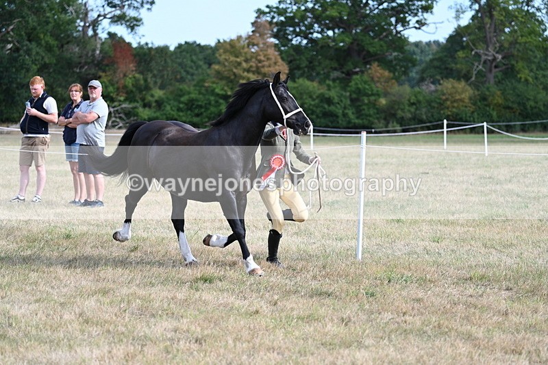 WJ7_8209 - In-hand Championship