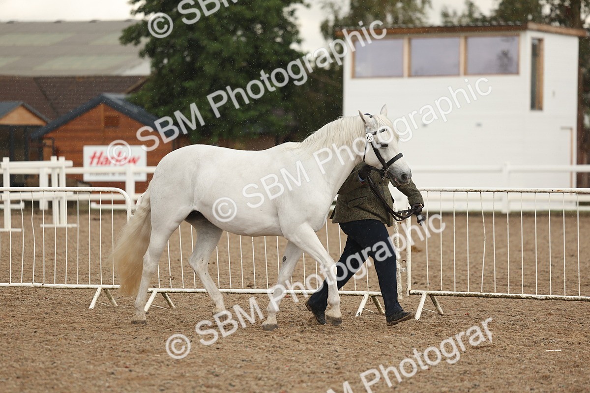 SBM_07730 - Class 27 - IH Competition Horse/Pony