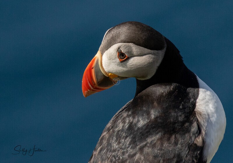 Puffin Portrait