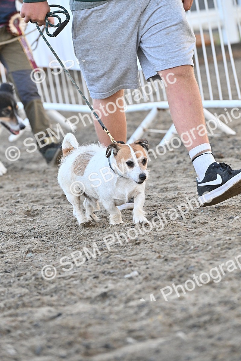 SBM_09562 - Lorry Dogs