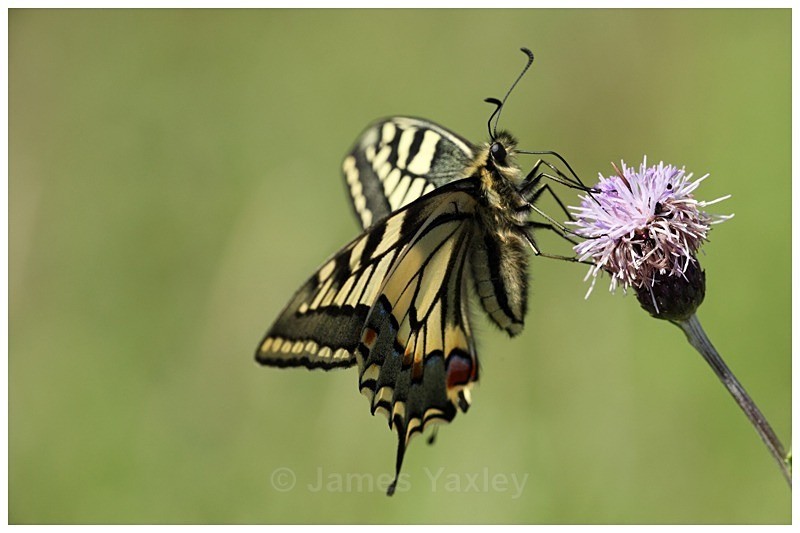 Swallowtail Nectaring - Best of British Wildlife