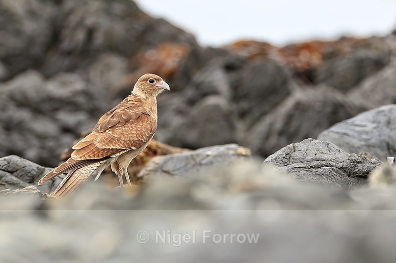 Chimango Caracara on the coast, Chile - Chimango Caracara