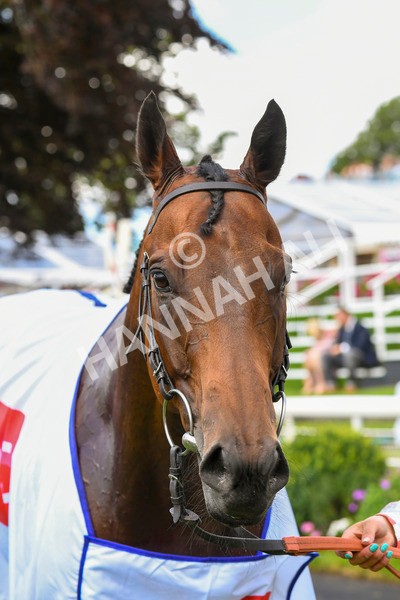 290723-Race 2-Aberama Gold-0480 - Race 2 2.40pm Sky Bet Dash Handicap