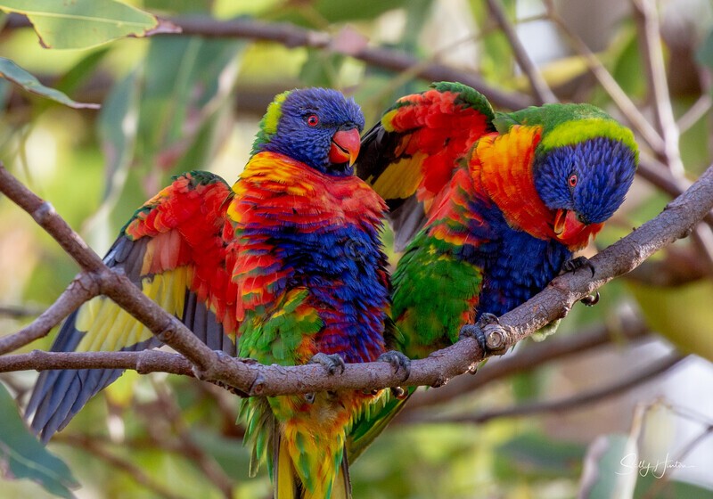 Lorikeet Pair - Lorikeets