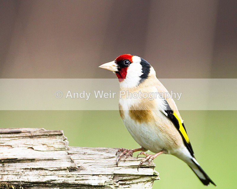 20130505-_MG_3404 - Goldfinch