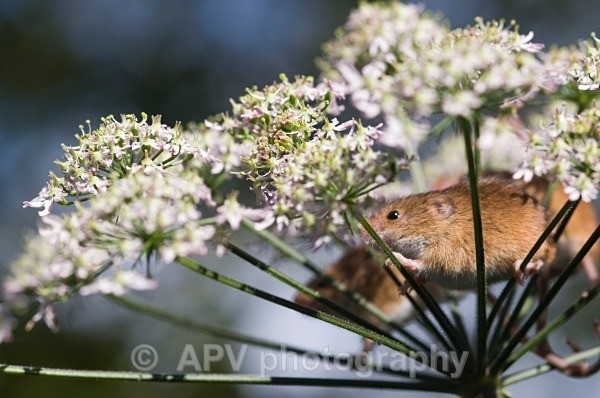 _DSC8276 - Bob's Harvest Mice.