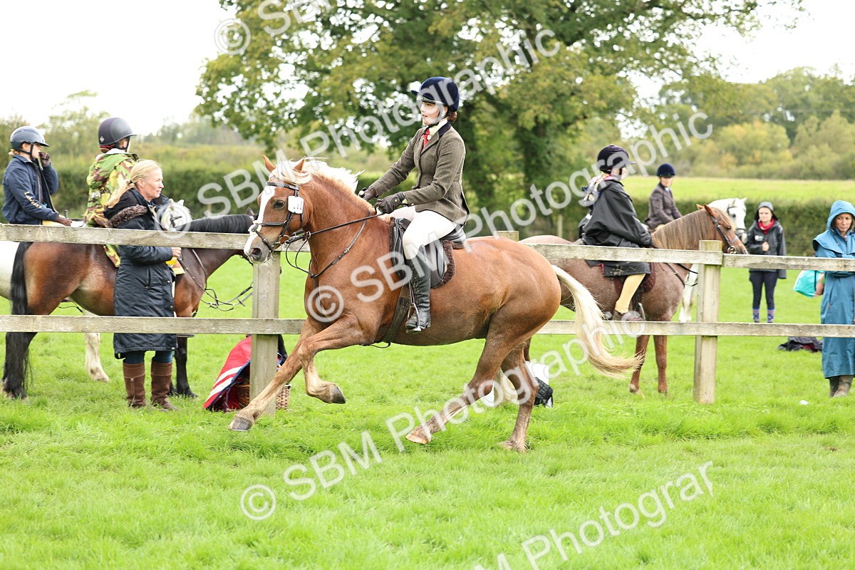 SBM_41853 - S32 - Mountain & Moorland Working Hunter Pony