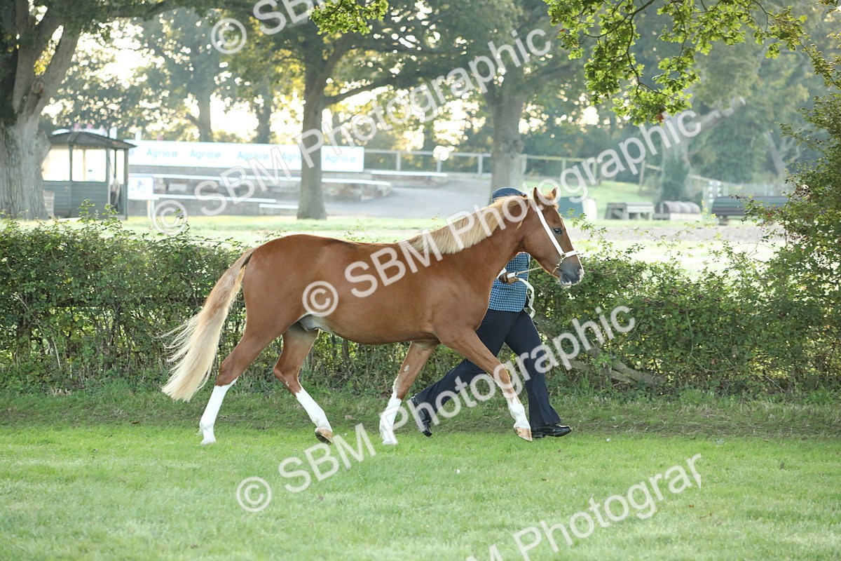 SBM_57788 - S42 - Youngstock