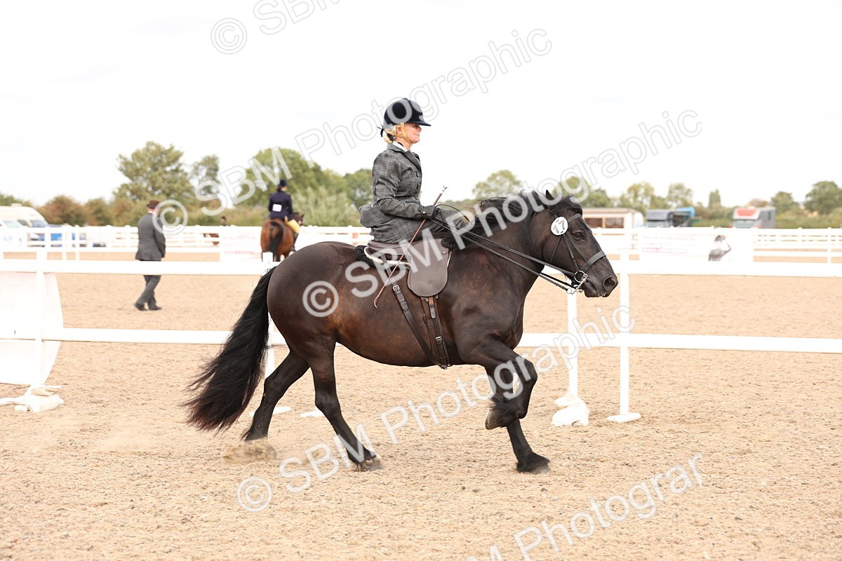 SBM_16400 - Class 211 - Best Side Saddle Horse - Pony