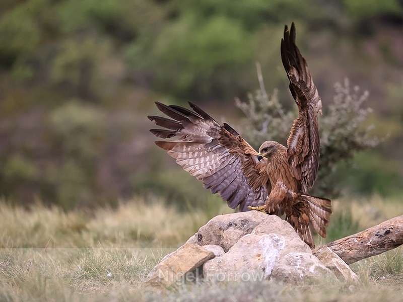 Black Kite lands on rock, Catalonia, Spain - Black Kite