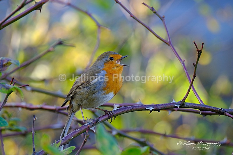  - Wildlife and Nature