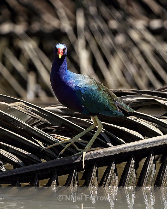 Purple Gallinule head on, Sierpe, Costa Rica - Purple Gallinule