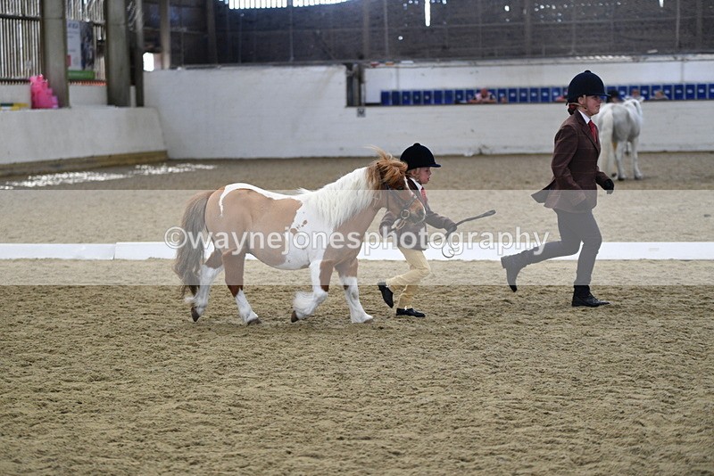 WJ5_4923 - Class 7 In hand coloured / odd coloured