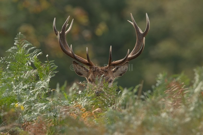 RD01 - Deer for Graham