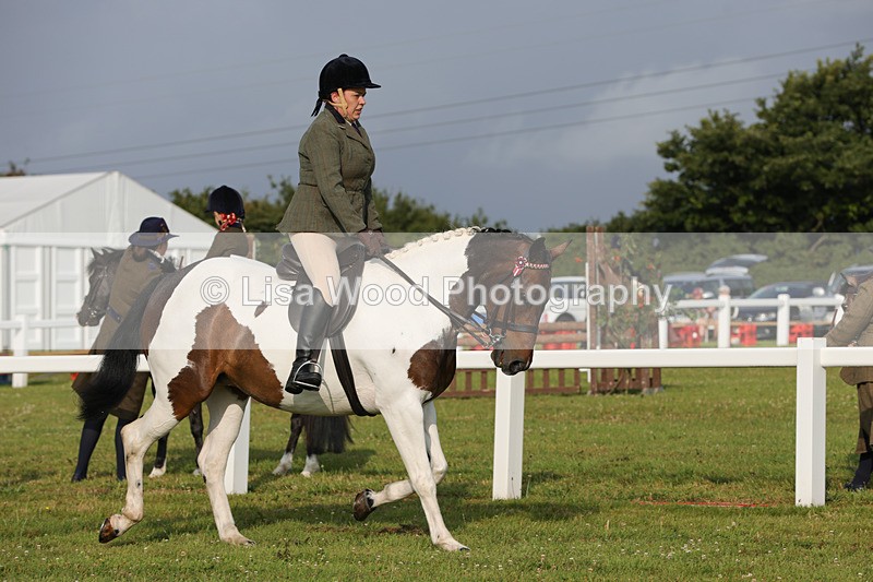 1X9A2834 - Class 25: Ridden Plaited Coloured Horse