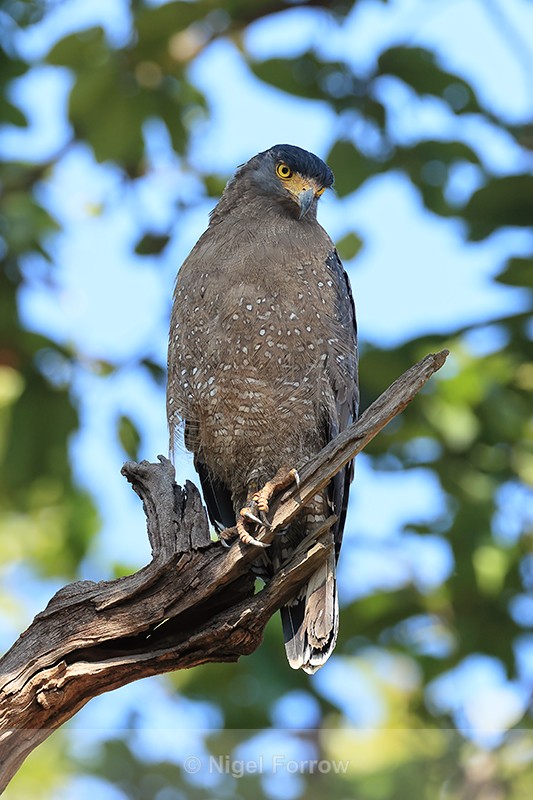 Crested Serpent-Eagle, Bandhavgarh Tiger Reserve, India - Crested Serpent-Eagle
