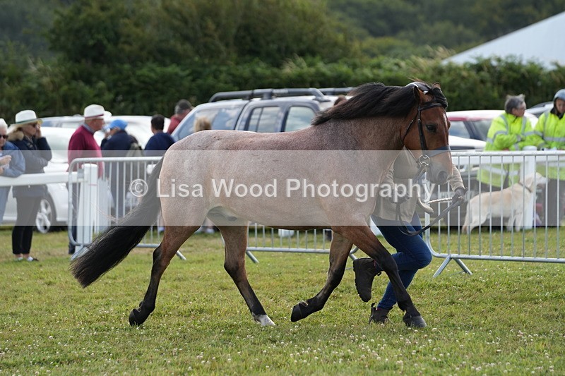 DSC05707 - Class 51: NPS M&M 4 years and over Large Breeds