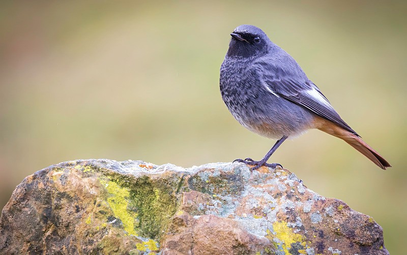Black Redstart (Male) - REDSTARTS 2025