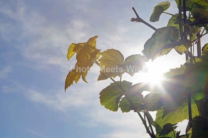  - Vineyards & Vines / Weinberge & Reben