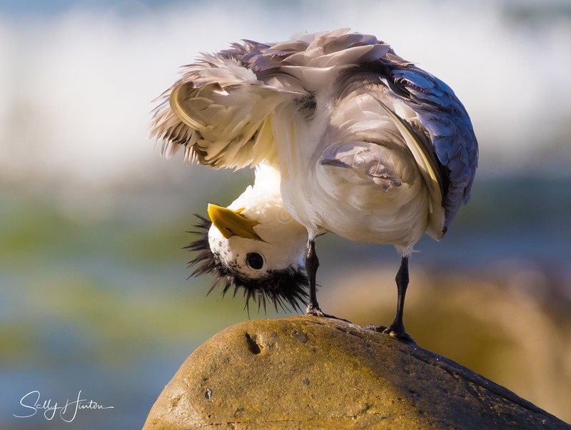 Preening Rocks 8