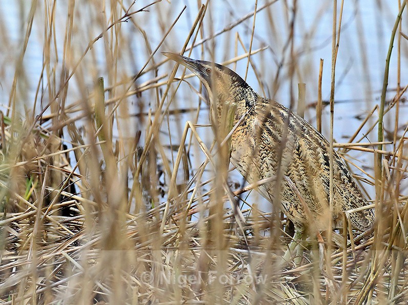 Bittern lurking in the reeds at Hatch Pond, Poole - Bittern