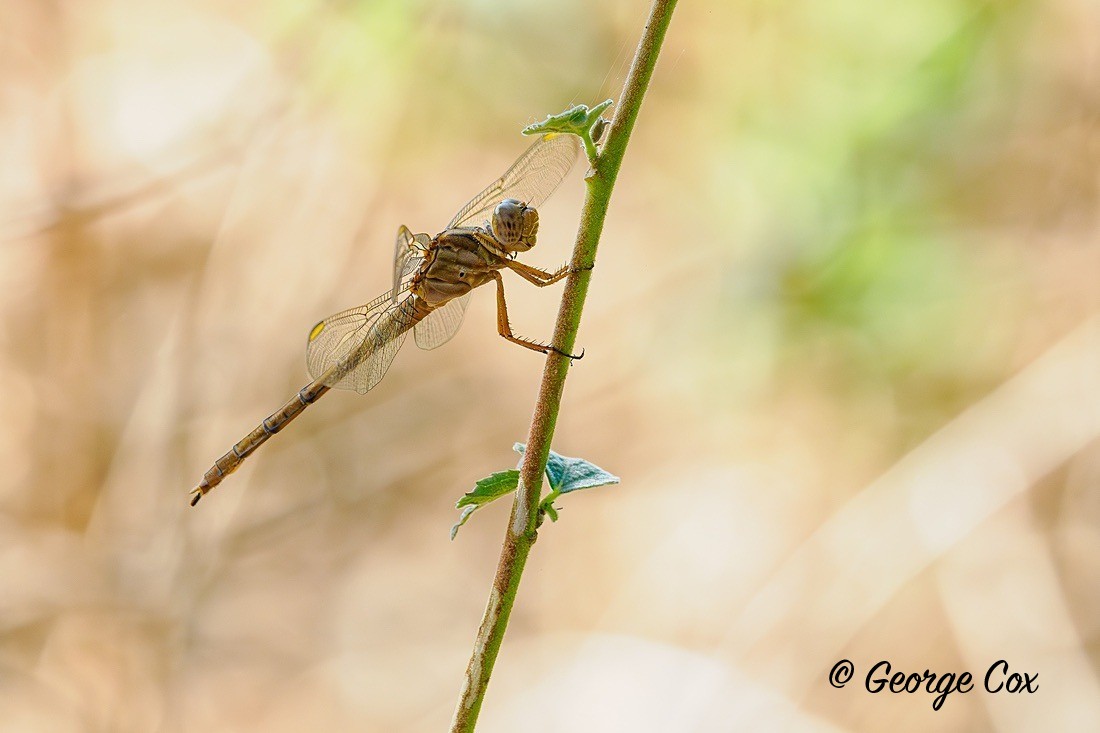 Dragonfly - Gambia 2025