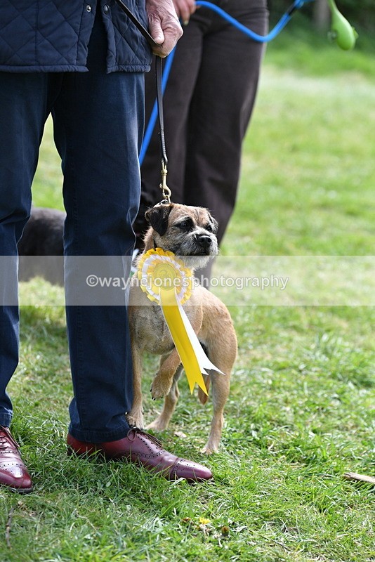 WJ5_0672 - Class 7 Best Terrier