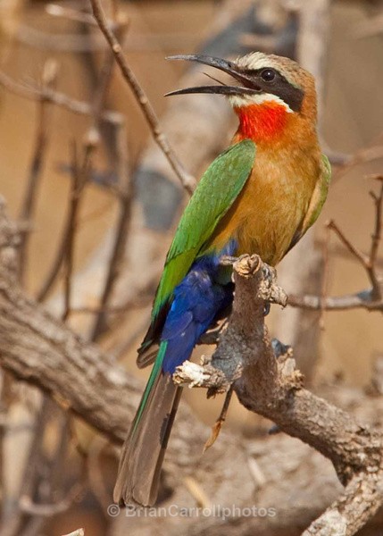 Whitefronted Bee-eater by the Chobe River Botswana - African Safari Tour 09 Zambia, Botswana,Namibia & South Africa