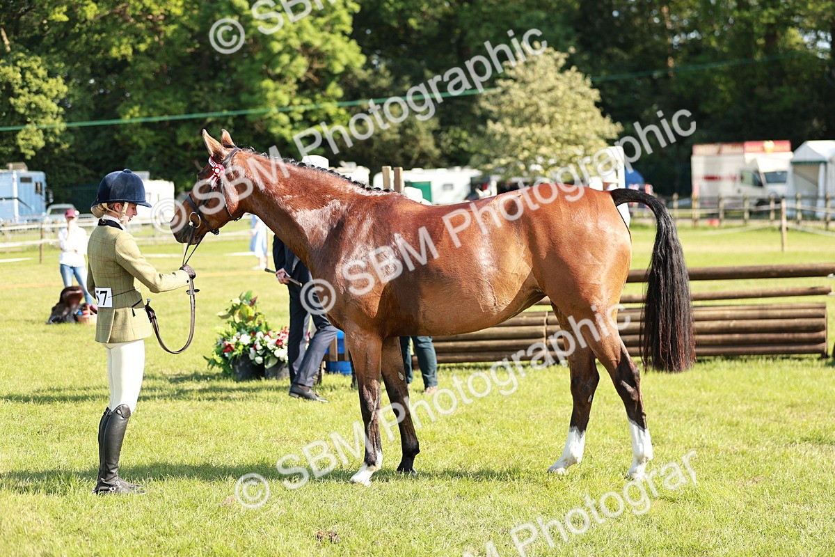 SBM_19304 - Class 115-116 - LIHS BSHA Rising Star Working Hunter & Show Horse