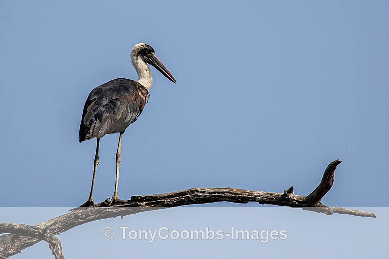 Woolly-necked Stork - The Gambia