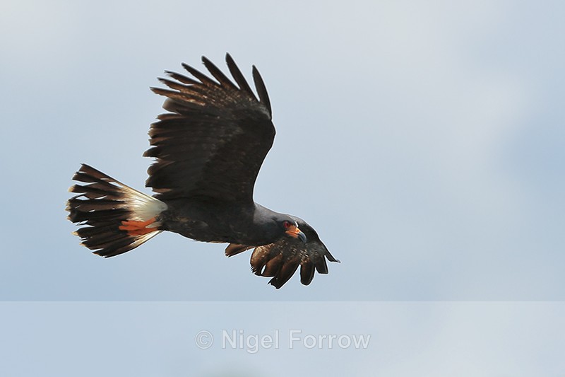 Snail Kite (male) flying, Panama - Snail Kite