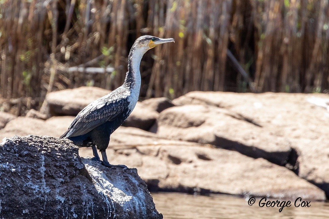 Bird Cormorant - South Africa - Limpopo
