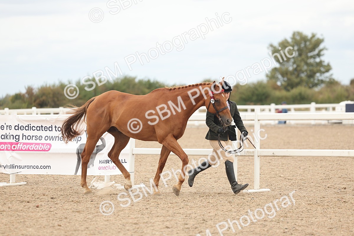 SBM_17077 - Class 313 - IH Retired Racehorse