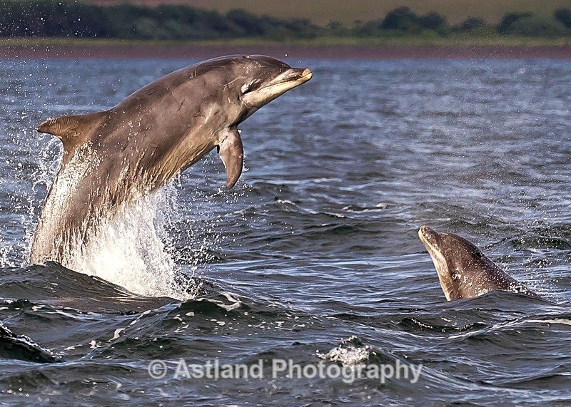 Astland Photography, Bird and Wildlife Images, Susan and Peter Wilson, U.K.