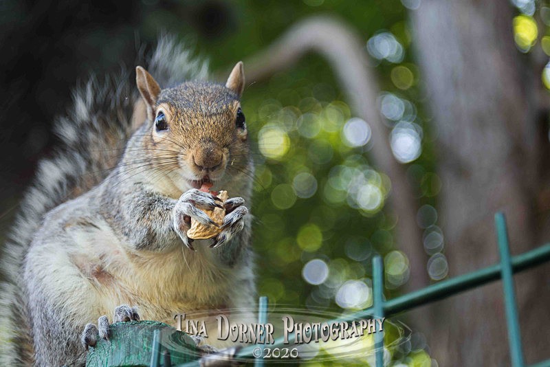 Nutty Squirrel - Animal Portraits