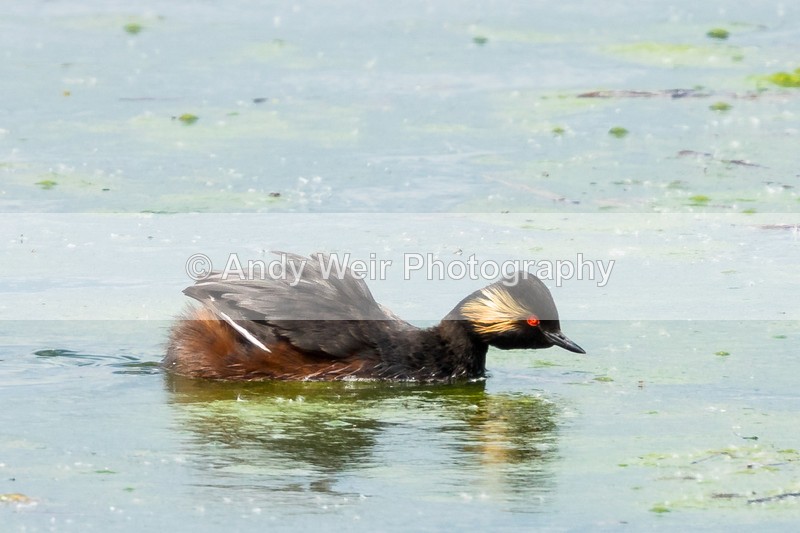 20160524-8E0A5609 - Black-necked Grebe