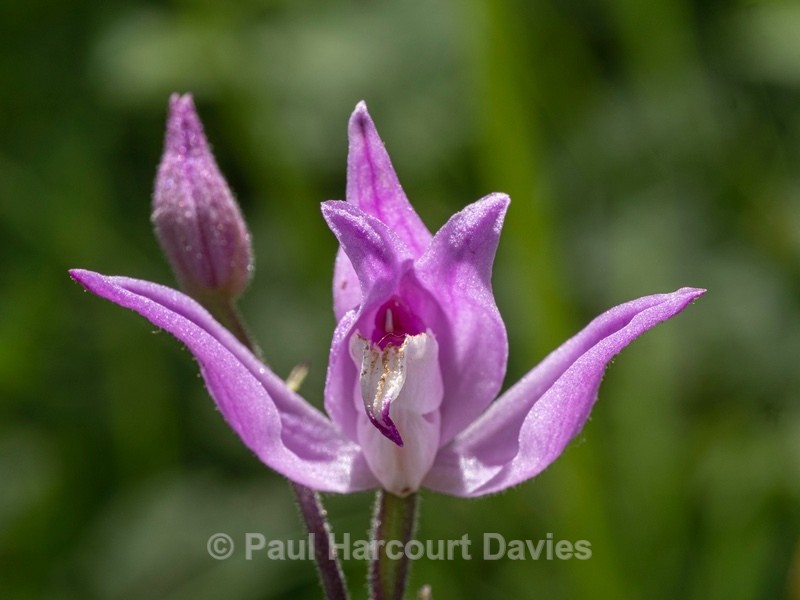 Red Helleborine (Cephalanthera rubra) - Wild Orchids 2021