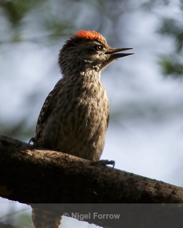 Cardinal Woodpecker perched on a tree branch - Cardinal Woodpecker