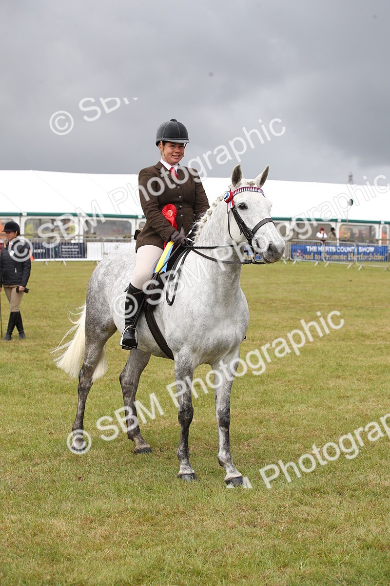 SBM_13165 - Class 95-96 - LIHS BSHA Rising Star Hack Riding Horse